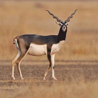 Sambar Gir National Park