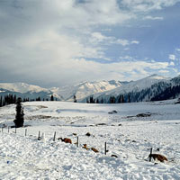 Gulmarg