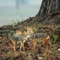 Kanha National Park The Jungle Book