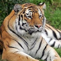 Kanha National Park Tiger