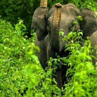 Kerala Wildlife
