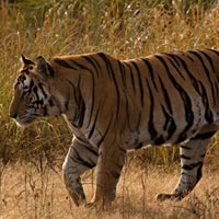 Pench Project Tiger