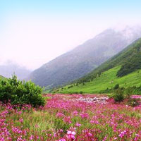 Valley of Flowers