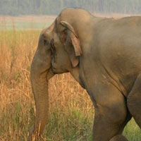 Elephant Wildlife