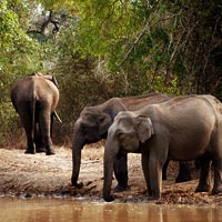 Jim Corbett National Park