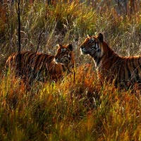 Kanha National Park