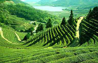 Darjeeling Tea Garden