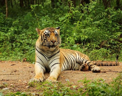 Golden Triangle With Corbett Tour