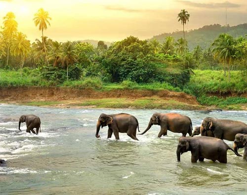 Wildlife tour of South India 