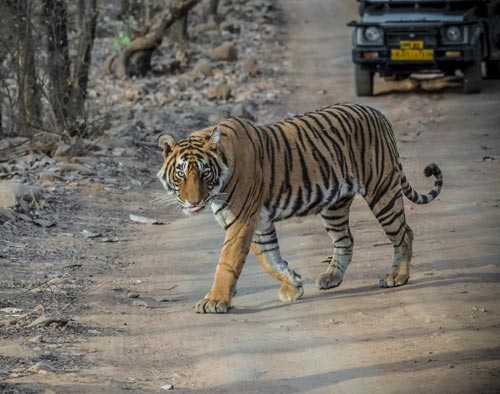 Rajasthan Forts And Palaces Tour